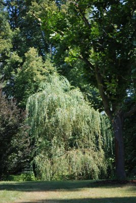 Salix alba 'Tristis' - vrba bílá - letní habitus (85)